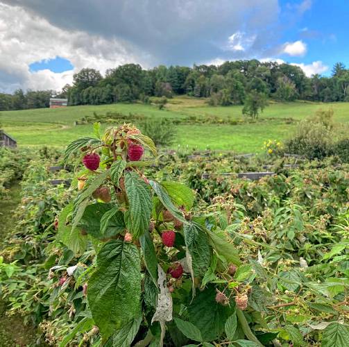 Fall raspberries sit like jewels waiting to be discovered in the pick your own patch at Upinngil Farm in Gill.