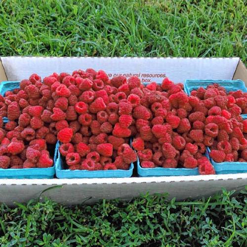 Overflowing pints of ripe fall raspberries picked at Upinngil Farm in Gill.