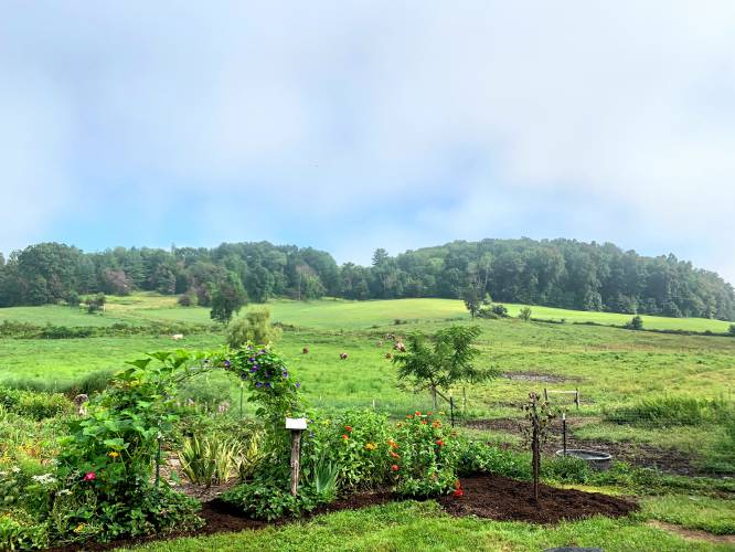 Upinngil Farm’s dairy cows graze on rolling green pasture in Gill.