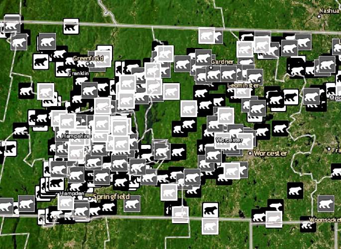 MassBears — a research project in collaboration with the state Division of Fisheries and Wildlife, the Massachusetts Cooperative Fish and Wildlife Research Unit, Amherst College and University of Massachusetts Amherst — includes an interactive website that aims to estimate population size and distribution, and to provide other information about bear movement and conflict with humans. At least 1,300 sightings have been submitted, with at least 50% of them coming from either Franklin County or Hampshire County.