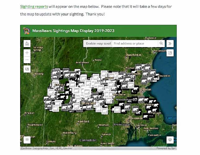 MassBears — a research project in collaboration with the state Division of Fisheries and Wildlife, the Massachusetts Cooperative Fish and Wildlife Research Unit, Amherst College and University of Massachusetts Amherst — includes an interactive website that aims to estimate population size and distribution, and to provide other information about bear movement and conflict with humans. At least 1,300 sightings have been submitted, with at least 50% of them coming from either Franklin County or Hampshire County.