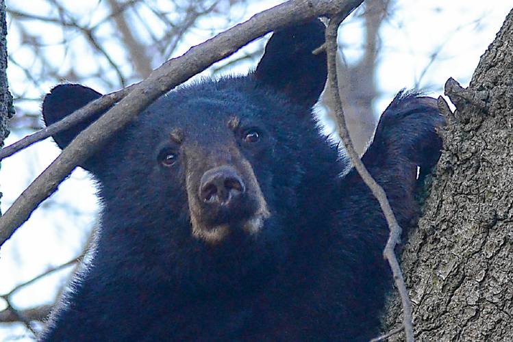 A black bear in an oak tree.