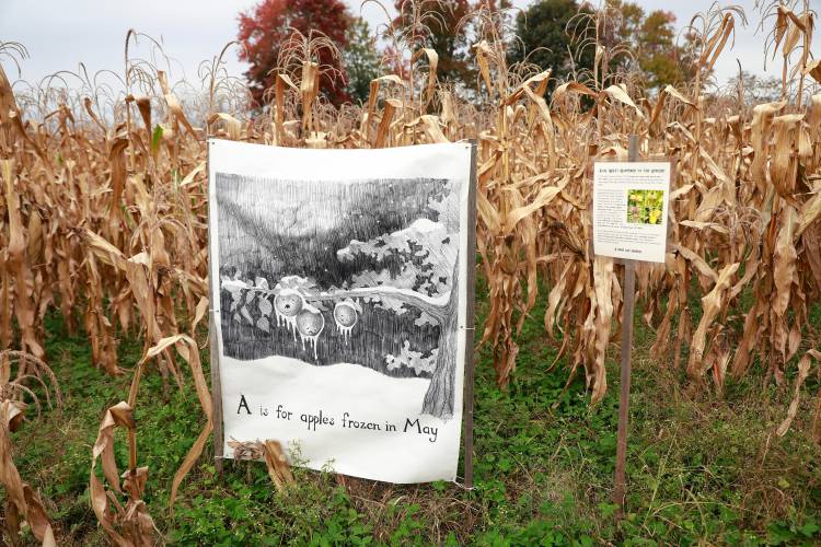 Artwork in the popcorn maze at Red Fire Farm in Granby.