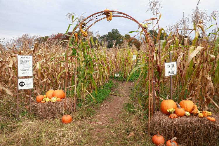 The popcorn maze at Red Fire Farm in Granby.