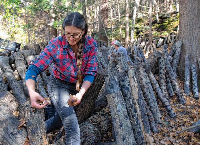 Sarah and Ryan Voiland, owners of Red Fire Farm in Montague and Granby, harvest forest-grown shiitake mushrooms late last month. Like other farmers up and down the Pioneer Valley, increasingly extreme weather is motivating them to take steps to adapt.