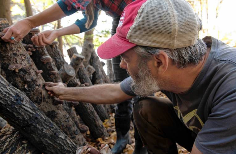 Ryan and Sarah Voiland, co-owners of Red Fire Farm in Montague and Granby, harvest forest-grown shiitake mushrooms.