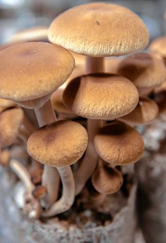 Pioppino Brown mushrooms grown at the Livingston Mycology lab in Williamsburg.