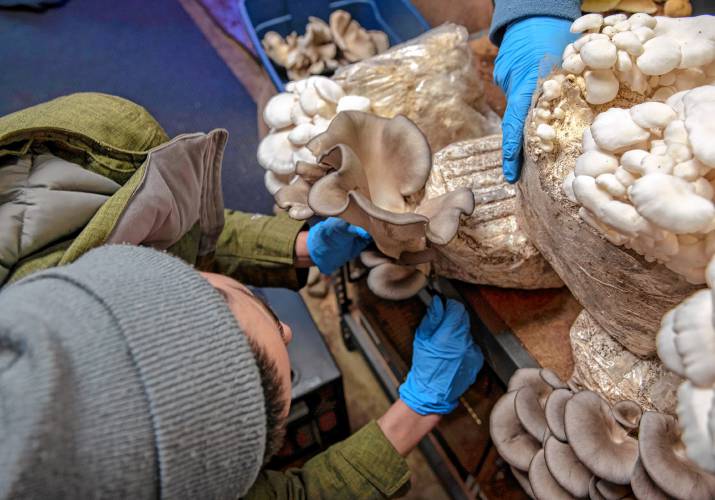 Scientist and farmer Hunter Linscott of Livingston Mycology harvests mushrooms from their business in Williamsburg.