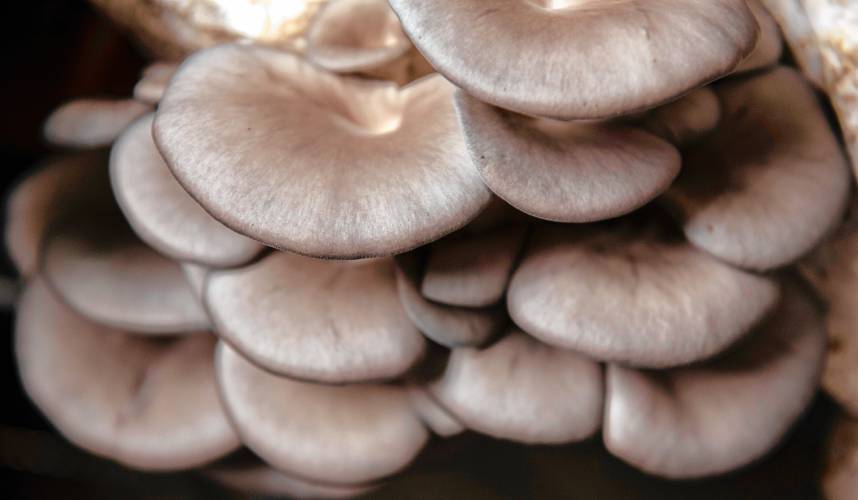 Grey Blue Oyster mushrooms grown at Livingston Mycology.