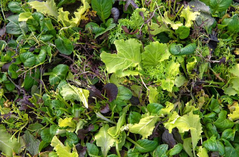 Winter Green Brassica mix in a green house at Lombrico farm in Whately.