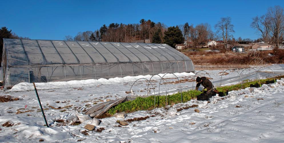 “The best carrots you'll ever eat are picked in January or February,” says Erik Debbink, owner of Lombrico Farm in Whately.