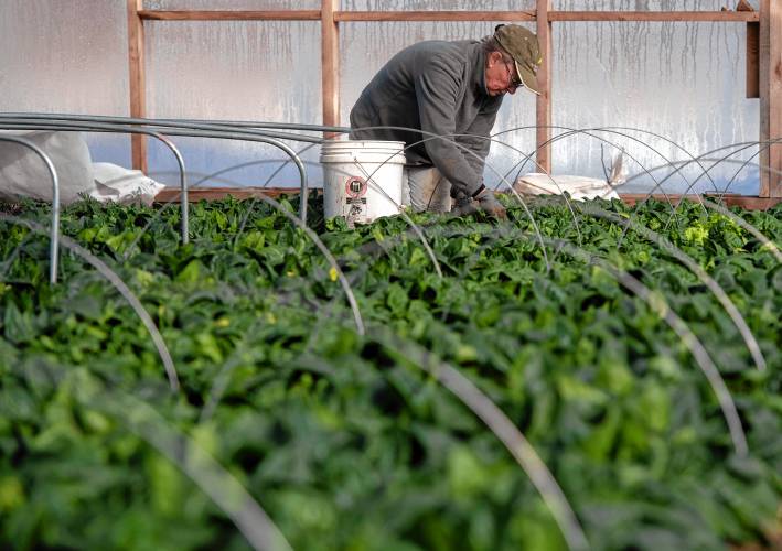 Linda Fletcher, a volunteer at Lombrico farm in Whately, weeds spinach at the farm.