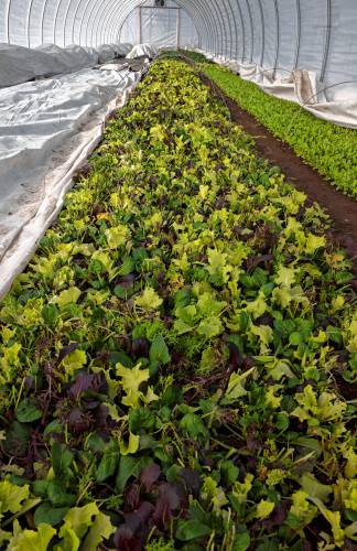 Winter Green Brassica mix in a green house at Lombrico farm in Whately.