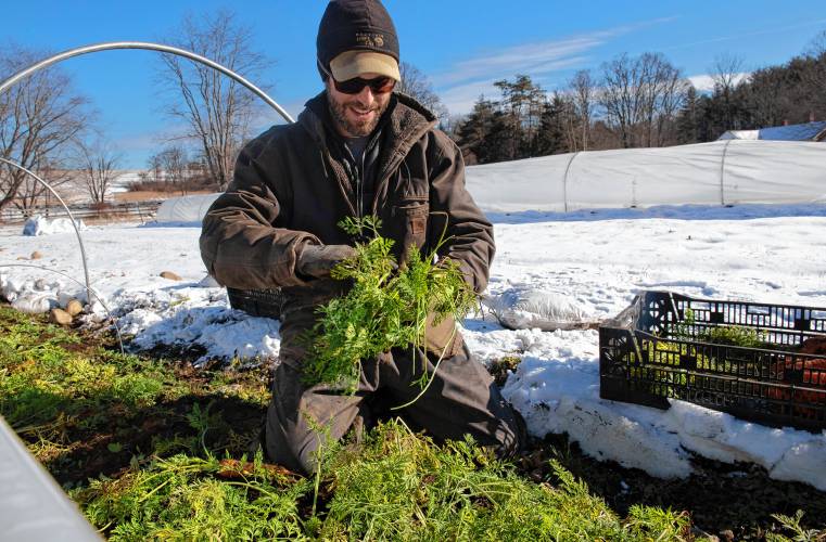 Erik Debbink harvests carrots Lombrico Farm in Whately.