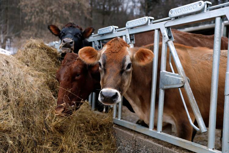 Cows feed after being milked Tuesday afternoon at O’Brien Farm in Orange.