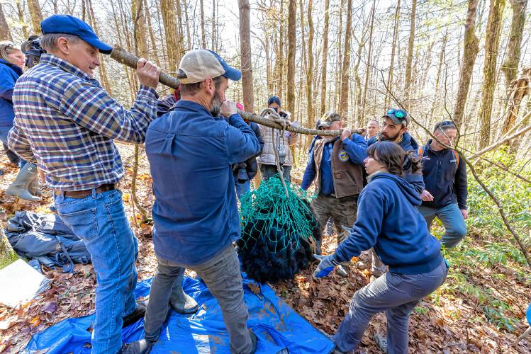 State biologists prepare to tag and weigh a black bear last week in Pelham.