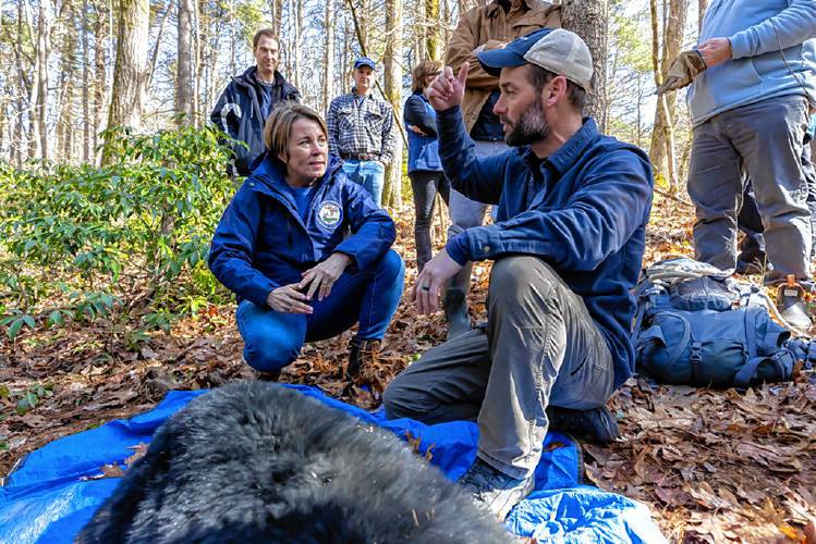 Gov. Maura Healey joined state biologists last Friday to assist with tagging and weighing black bears at the Quabbin Reservoir in Pelham. Information gathered from the visit is part of ongoing black bear research in Massachusetts.