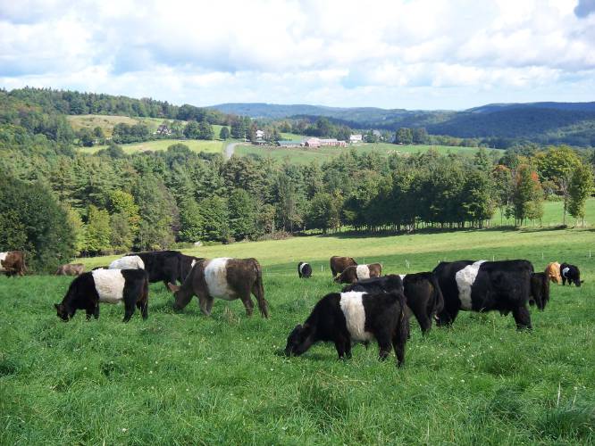 The cows and the view at Wheel-View Farm in Shelburne.