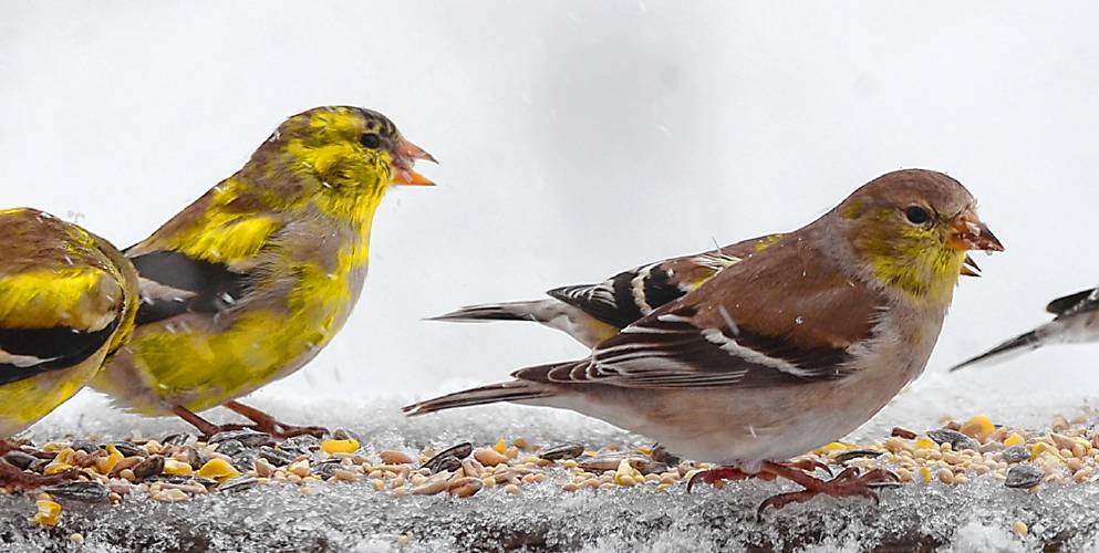 On a snowy April morning, I captured this photo of American goldfinches feeding on the railing of my deck. The two birds on the left are adult males who are beginning to molt into their yellow breeding plumage. To the right is an adult female in her gray plumage. 