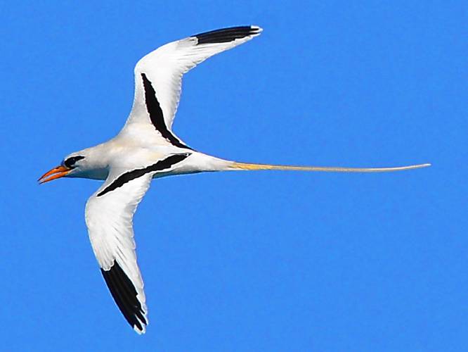 Seen here with wings fixed as it makes a graceful turn back toward The Keep, at the very end of  the  western end of Bermuda, an adult white-tailed tropicbird is nothing less than a gorgeous fantasy bird.