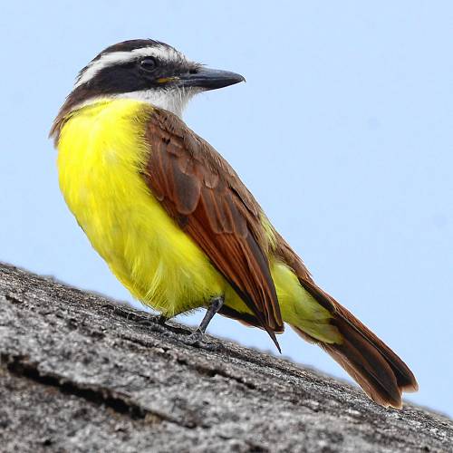  I eventually caught up with this particular bird, which was initially uncooperative, in a secret grotto hidden among some lava rocks.