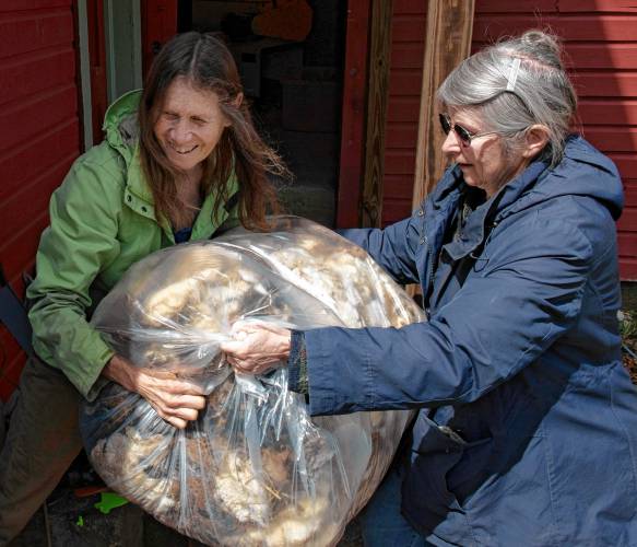 Peggy Hart, left, an organizer for Western Mass Fibershed and owner of Bedfellow Blankets in Shelburne Falls, and Barbara Goodchild, of Barberic Farm in Shelburne, unload bags of waste wool Goodchild is donating to Western Mass Fibershed to make into wool pellets.