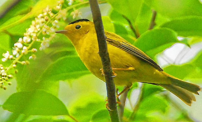 The Wilson’s warbler is a gorgeous little bird that will only be in our area during the last two weeks of May.