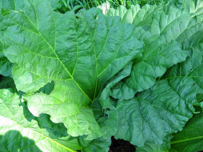 The lovely but somewhat poisonous leaves of a rhubarb plant.