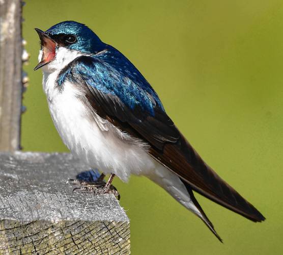 A male tree swallow gives a good yawn in the early morning light. This photo shows how wide a swallow can open its mouth when trying to capture flying insects.  