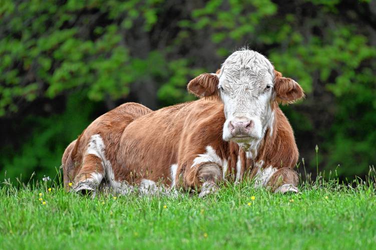 This bovine was resting in a field along North Hillside Road in Deerfield.