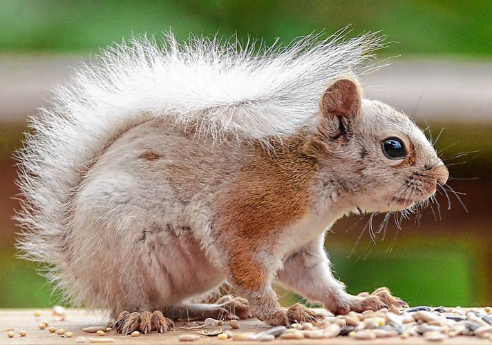 This red squirrel has a condition called leucism, which is a partial loss of pigmentation. An albino squirrel would have red eyes.