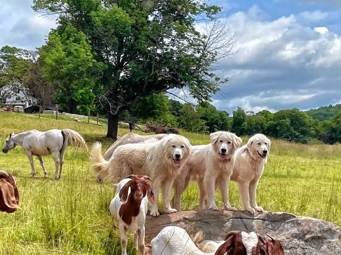 Maremma sheepdogs protect a thriving menagerie at Oak Hollow Livestock in Shelburne, operated by Sara and Carl Davis, who work alongside their five children. The family raises goats, ducks, chickens, rabbits, and also keeps company with coyote-discouraging llamas and two elderly horses that have been with the family for decades.