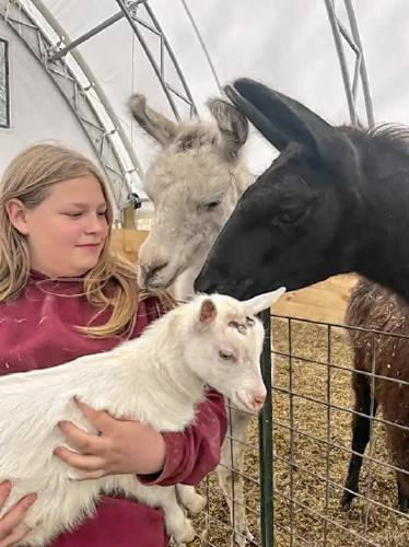 Thirteen-year-old award-winning farmer Madison Davis of Shelburne is grateful to her family’s llamas for helping to keep her goats safe from coyotes at their Shelburne farm.