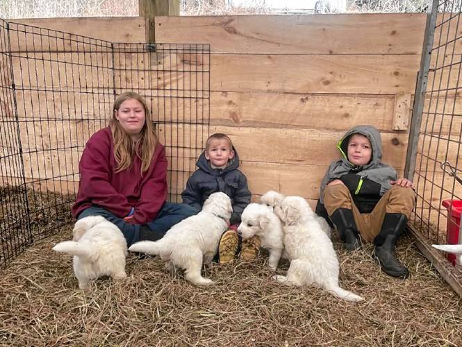 Siblings Madison, Christopher, and Gabriel Davis help care for a litter of Maremma sheepdog puppies.