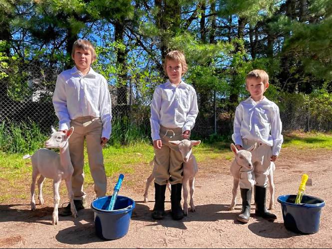 Zachary, Gabriel, and Christopher Davis of Shelburne each care for their own goat at Oak Hollow Livestock, their family’s farm. The brothers obtained kids from their sister, 13-year-old Madison, an award-winning goat farmer, a skill she learned from parents Sara and Carl Davis.