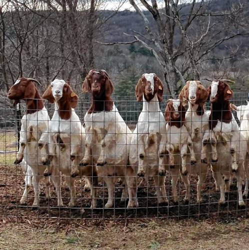 The full-blood Boer goats of Oak Hollow Livestock in Shelburne are prized for having the most meat for their body weight and have been imported to the U.S. from South Africa since the mid-1990s.