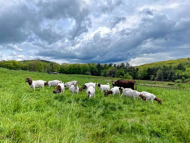 After years of leasing farmland in north central Massachusetts, Sara and Carl Davis moved in 2019 to their 25-acre farm on Gould Road in Shelburne, where they operate Oak Hollow Livestock. Their five children help care for goats, ducks, chickens, rabbit, and other animals.