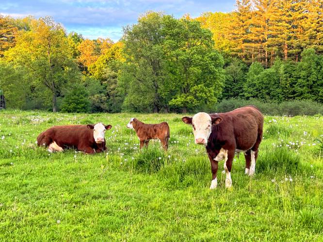 A cow, a calf and a bull rest in a Northfield field recently. 