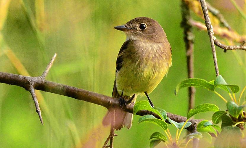 This adult male Alder Flycatcher landed in front of me and sang his quiet little song. Finally!