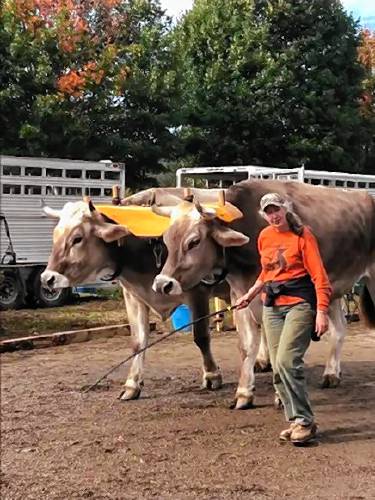 Farmer Melanie Brundage and other ox trainers will be on hand Saturday at a Shelburne event to answer questions and demonstrate some of the many ways oxen are trainable, strong and cooperative. The event takes place at Fabric of Life, 80 Bassett Rd., from 9 a.m. to 2 p.m. and will also feature Belgian draft horses.