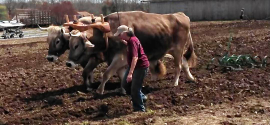 Oxen can weigh 3,000 pounds and stand taller than humans, yet they're generally quite docile and can get the job done. Trainer Melanie Brundage will offer an introduction and history this Saturday to kick off a Shelburne event that promises to be fascinating for all ages.