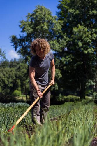 Stony Hill Farm owner Alice Colman hoes the onion field at the farm in Wilbraham on a recent morning.