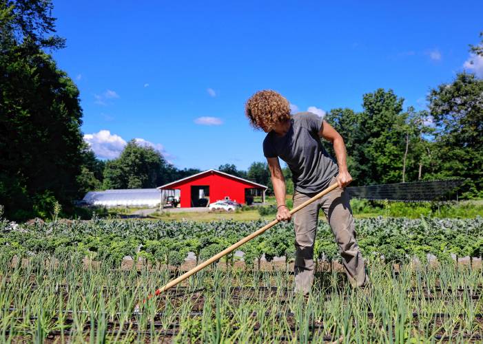 Stony Hill Farm owner Alice Colman hoes the onion field at the farm in Wilbraham on a recent morning.