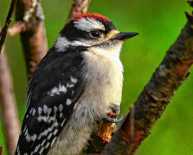 This fledgling downy woodpecker can be identified as a little male by the red cap on his head. He actually started to take a nap while sitting just 12 feet away from me.