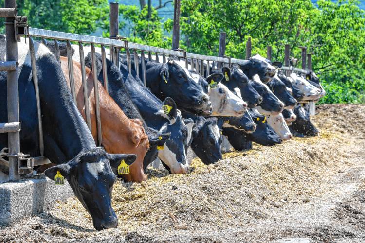 These cows munch on silage at Bar-Way Farm in Deerfield recently.