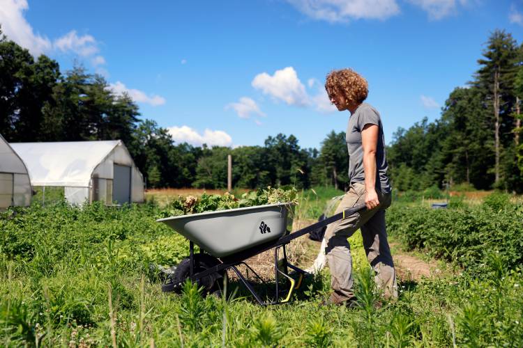 Stony Hill Farm owner Alice Colman wheels a barrel full of cabbage that bolted after a recent heat wave at the farm in Wilbraham on a recent morning.