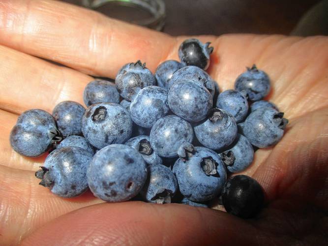 Low-bush blueberries, also called wild blueberries, are small but pack a lot of flavor.