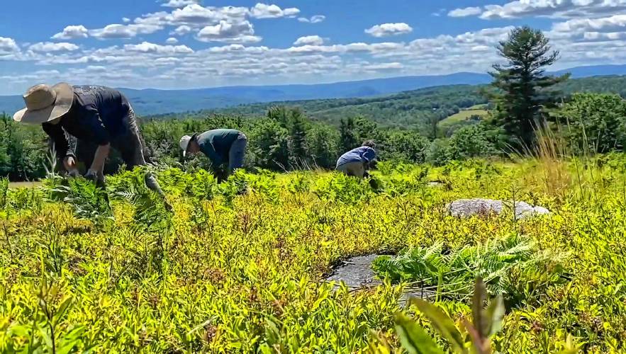 The Benson Place’s certified organic low-bush blueberries are hand-weeded to keep other species in check.