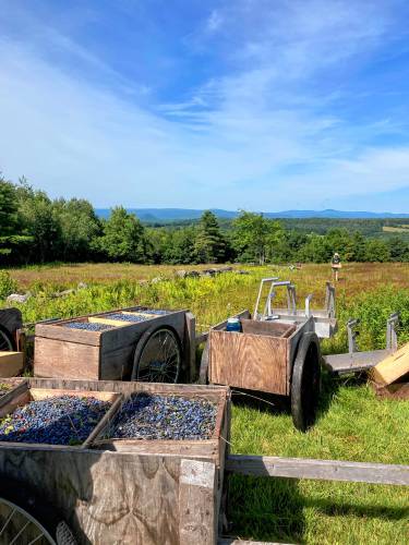 Many pounds of certified organic low-bush blueberries freshly harvested at The Benson Place.