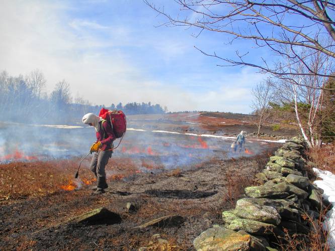 Yearly controlled burns on a third of their acreage encourage The Benson Place’s blueberries to set lots of berries.